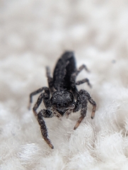 Platycryptus californicus