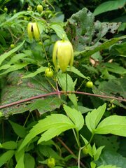 Clematis serratifolia
