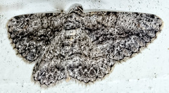 Anavitrinella pampinaria