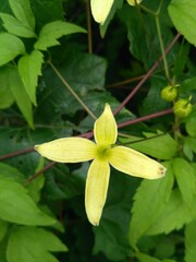 Clematis serratifolia
