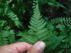 Dryopteris carthusiana
