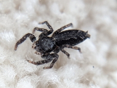 Platycryptus californicus