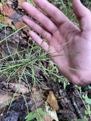 Equisetum arvense