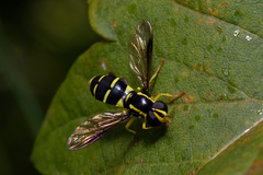 Xanthogramma pedissequum
