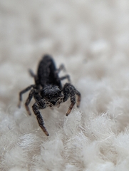 Platycryptus californicus