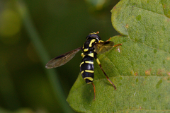 Xanthogramma pedissequum