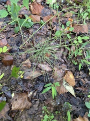 Equisetum arvense