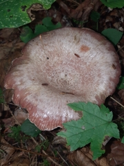 Lactarius subpurpureus