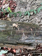 Araneus cavaticus