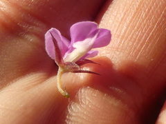 Indigofera concava