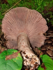 Lactarius subpurpureus