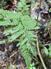 Dryopteris carthusiana