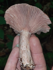 Lactarius subpurpureus