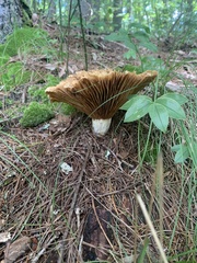 Lactifluus deceptivus