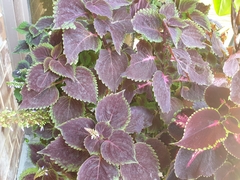 Coleus