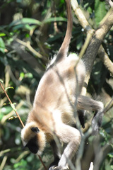 Semnopithecus hypoleucos