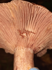 Lactarius subpurpureus
