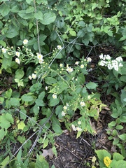 Symphyotrichum ontarionis