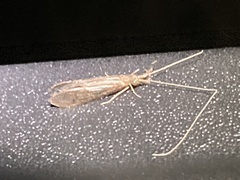 Leptoceridae