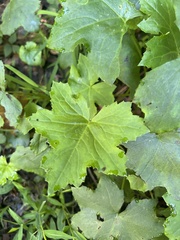 Hydrophyllum canadense