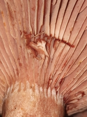 Lactarius subpurpureus