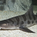 Leopard Shark - Photo (c) Brian Gratwicke, some rights reserved (CC BY)