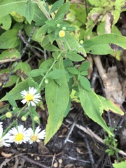 Symphyotrichum ontarionis