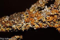 Xanthoria