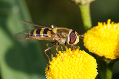 Syrphus vitripennis