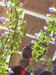 Coleus