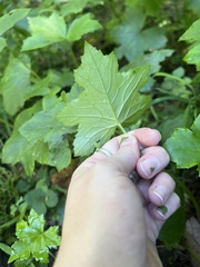 Hydrophyllum canadense