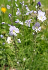 Veronica gentianoides