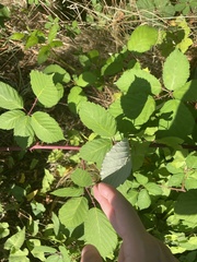 Rubus bifrons