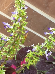 Coleus