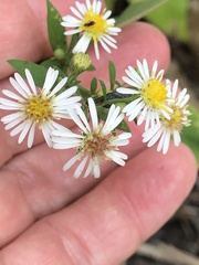 Symphyotrichum ontarionis