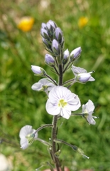 Veronica gentianoides