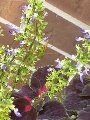 Coleus