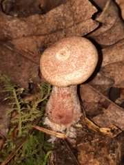 Lactarius subpurpureus