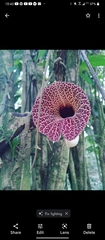 Aristolochia littoralis