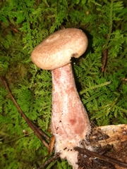 Lactarius subpurpureus