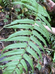 Homalosorus pycnocarpos