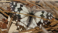 Melanargia lachesis