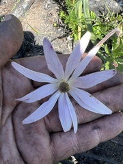 Knowltonia tenuifolia