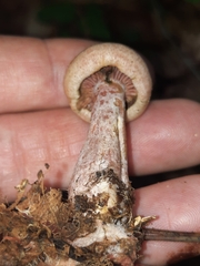 Lactarius subpurpureus