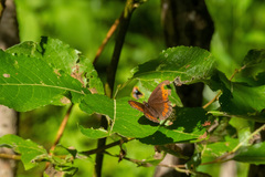 Erebia ligea