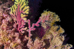 Alcyonium coralloides