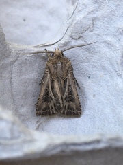 Agrotis gladiaria