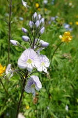 Veronica gentianoides