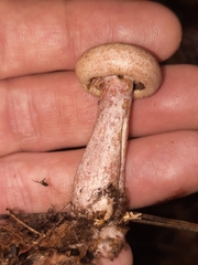 Lactarius subpurpureus