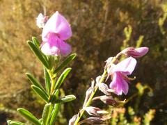 Indigofera concava